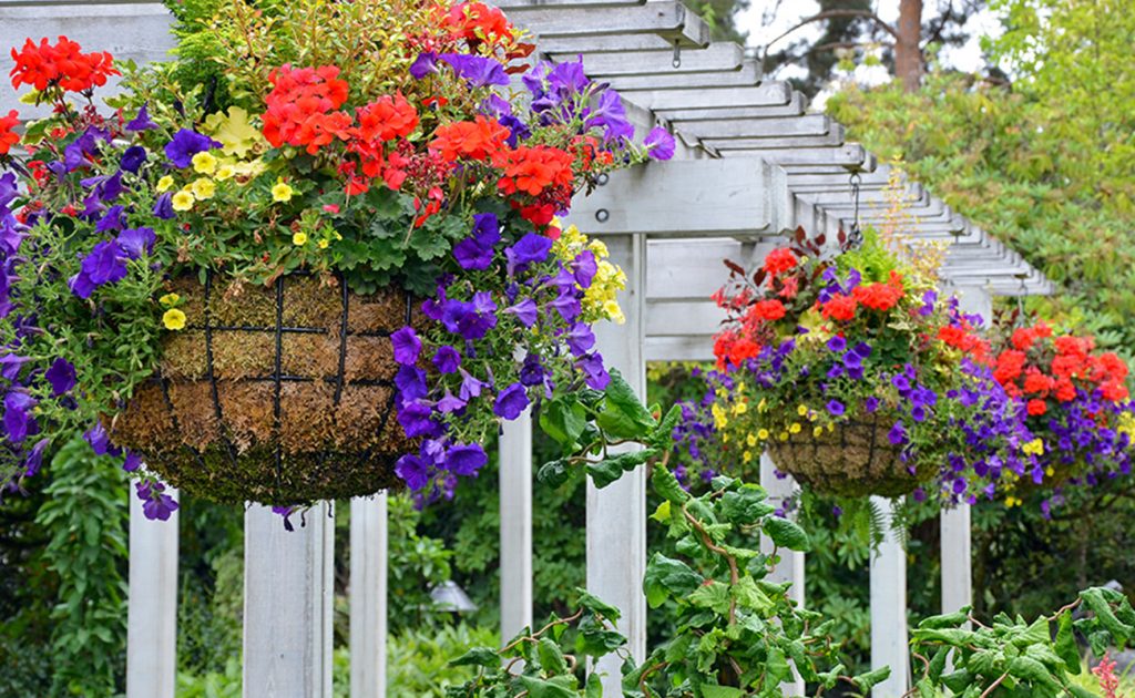 Know Reasons For The Popularity Of Garden Hanging Basket 1
